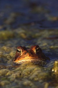 Frog in Florida bog         Bob Grytten Photo