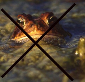 Frogs Not, Bob Grytten image