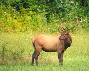 Bull Elk, Looking back, GSMNP